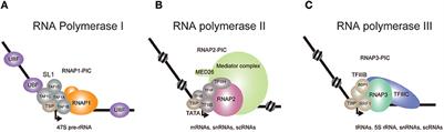 RNA Polymerase II-Dependent Transcription Initiated by Selectivity Factor 1: A Central Mechanism Used by MLL Fusion Proteins in Leukemic Transformation